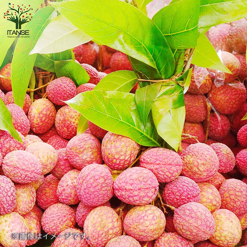 ライチ佐多【果樹の苗木 18cmポット／1個売り】｜ 【植物の