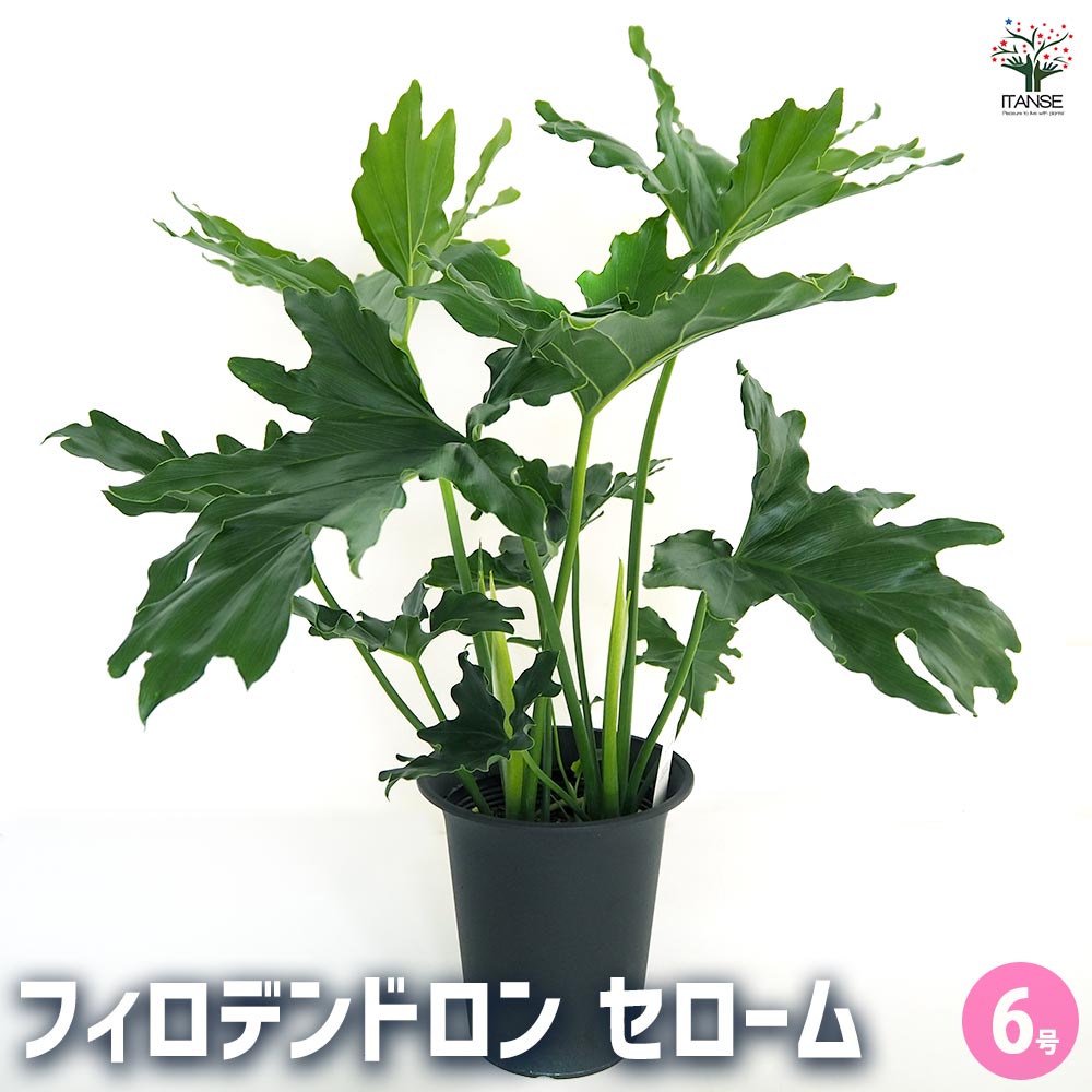 フィロデンドロン セローム 【観葉植物 6号／1個売り】｜ 【植物の