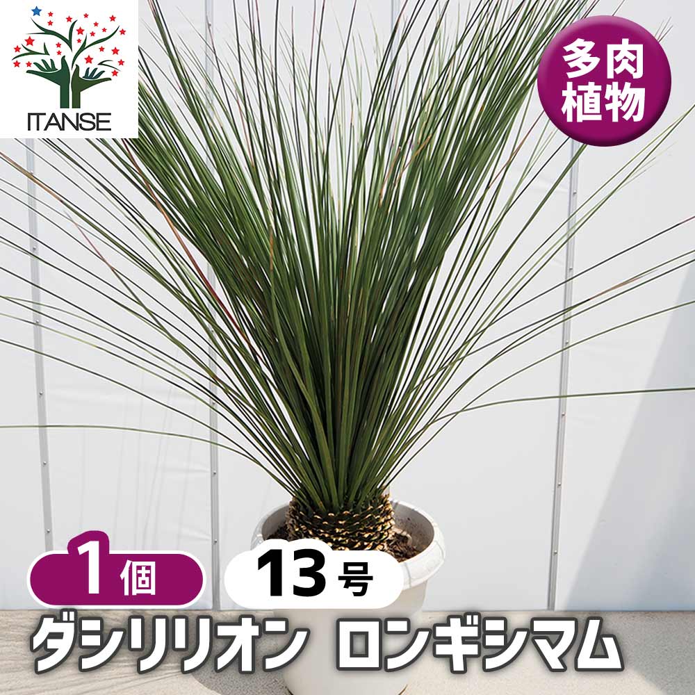 ダシリリオン ロンギッシマム 【多肉植物 13号／1個売り】｜ 【植物の