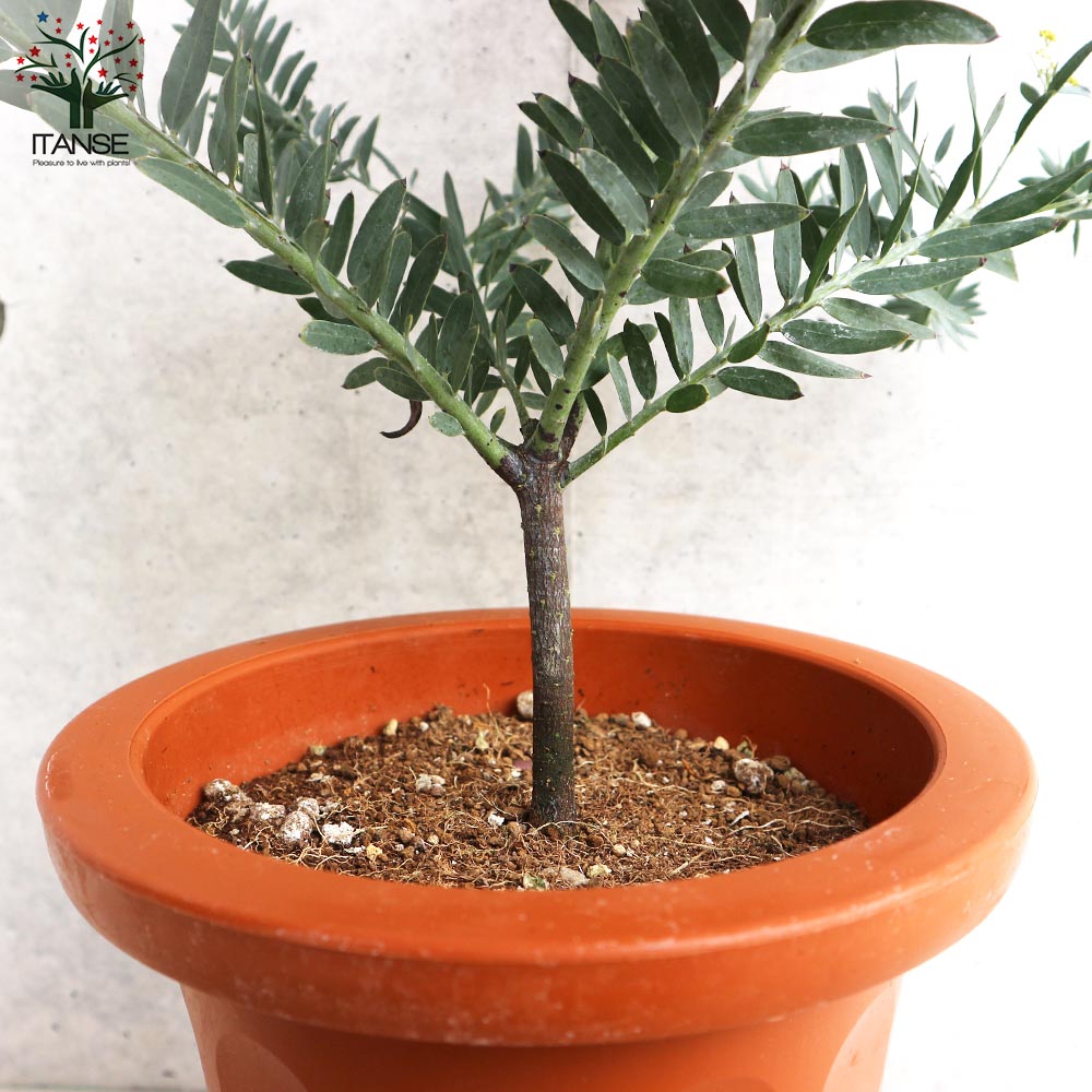 アカシア ブルーブッシュ【花苗 7号茶鉢】｜ 【植物のITANSE