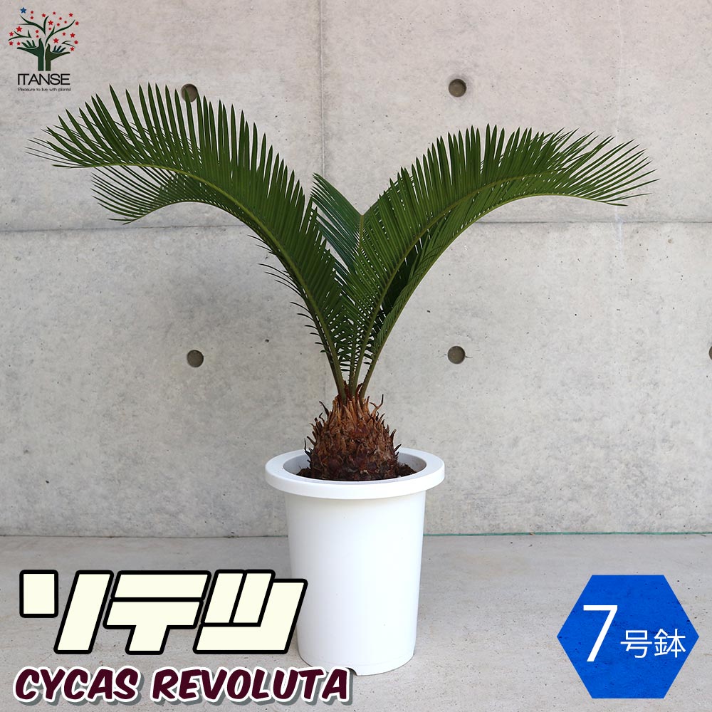 ソテツ 【観葉植物 7号／1個売り】｜ 【植物のITANSE】全品送料