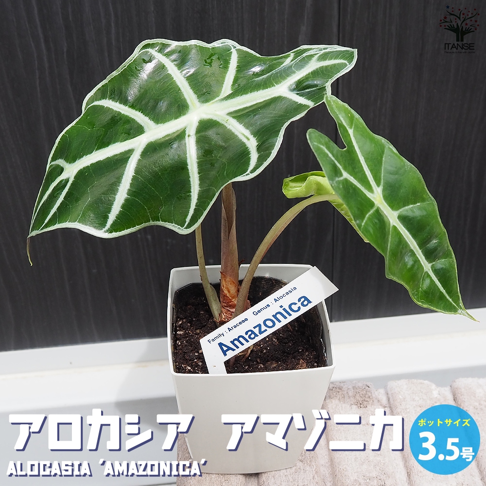 アロカシア・アマゾニカ【観葉植物 3.5号苗】｜ 【植物のITANSE
