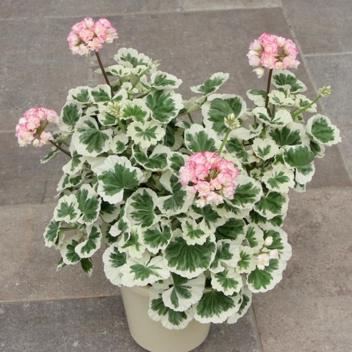 ゼラニューム｜多年草（常緑）｜ネット通販ショップ～風散歩～