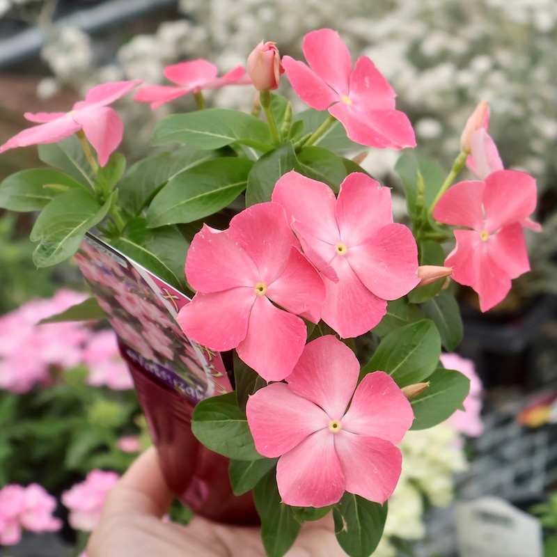 1点限り♪奥田園芸さんのビンカ(日々草)「紅ざくら」の花色の「夏桜