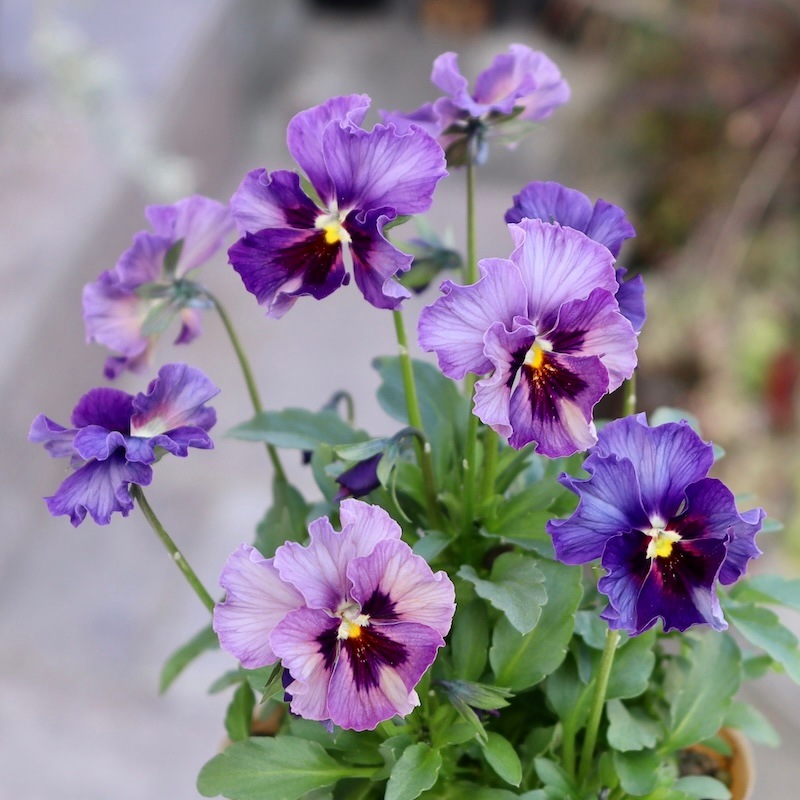 画像の現品!! 石川園芸さんのビオラ「レディ」＜24-01＞