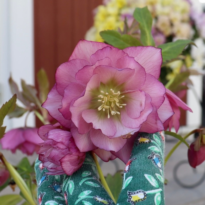 自然開花♪風散歩で3年】現品1点限り☆クリスマスローズ・大輪八重咲き