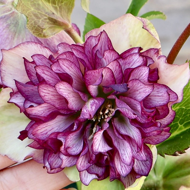 画像の現品☆クリスマスローズ・中輪多弁咲き「グレイス プリマドレス