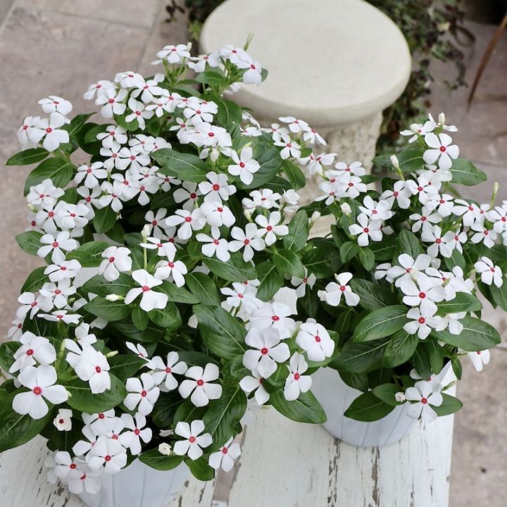 小輪多花性!!ビンカ(ニチニチソウ)・スターカイト「ポルカドット」(3.5