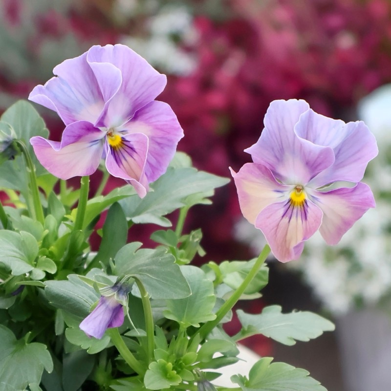 フラワーハーツさん育種・「ビオレッタ」・～風散歩～