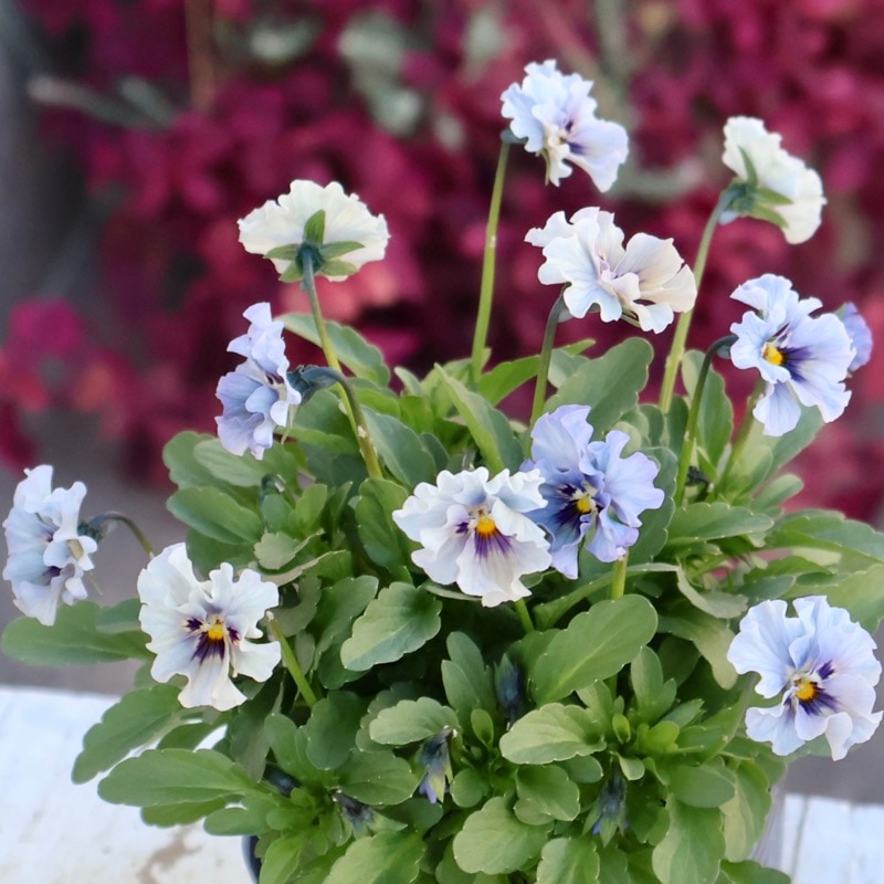 画像の現品1点限り☆石川園芸さんの小輪ビオラ「マイガール」1番