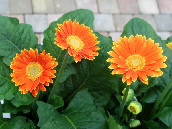 5号鉢】ガーデンガーベラ・ガルビネア「スウィートサンセット」