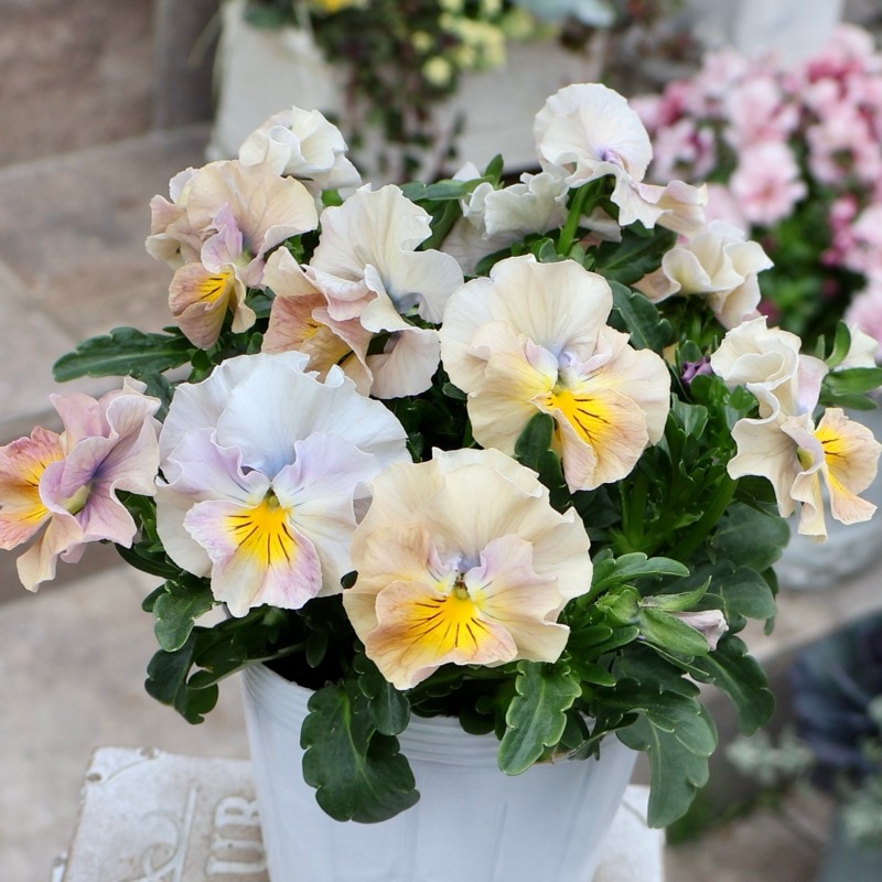 花日和さん育種フリル咲き「アイクルール」・2025年12月中下旬ごろ販売