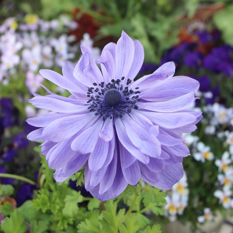 八重咲きアネモネ・凛々花(りりか)ラベンダーブルー☆22-10番