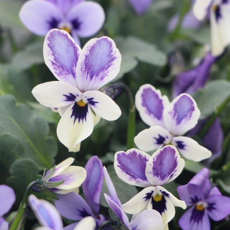 購入ルール無し》コウロギノブコさん育種ビオラ「碧いうさぎ」