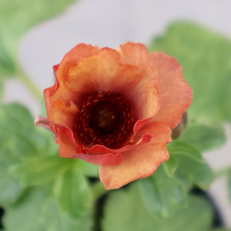 画像(最後の4枚)の現品1点限り☆ラナンキュラス・ラックス「ウラノス