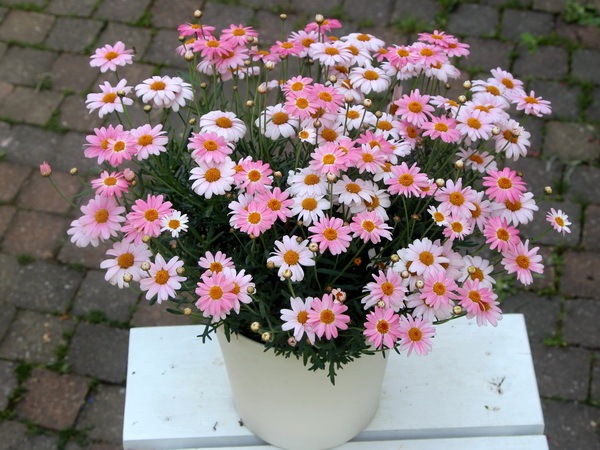 6号鉢】ボリューム満点マーガレット「ララピンク」