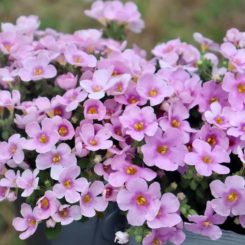 24_000000007027.jpg?1744013766