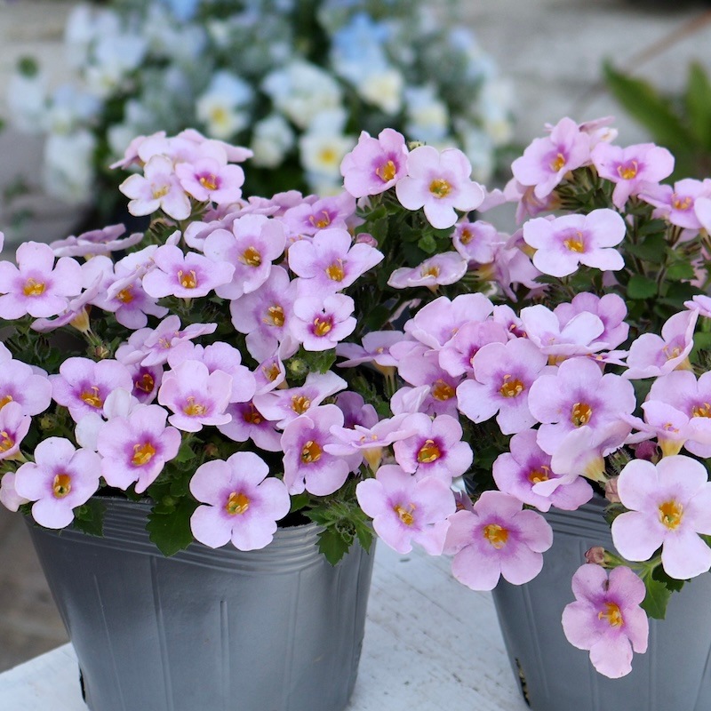 ボリューム満点の超良株☆大輪バコパ・カリプソジャンボ「ピンクアイ」