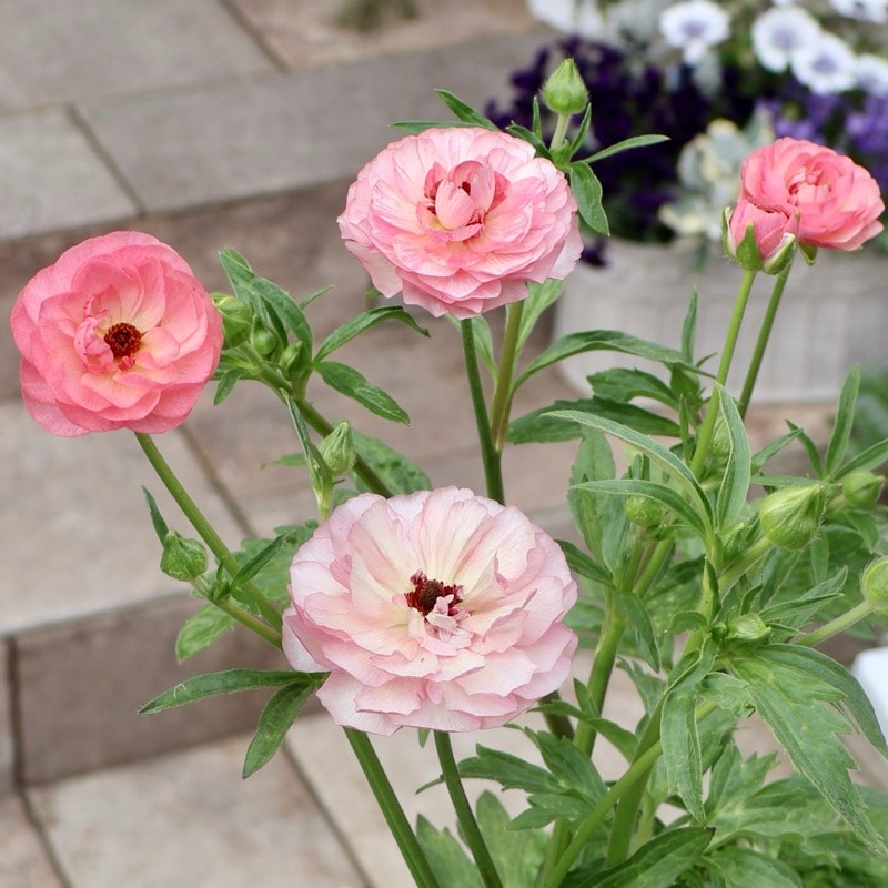 画像(最後の4枚)の現品いずれか☆ラナンキュラス・ラックス