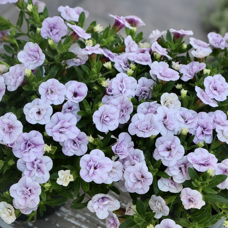 ゲブラさんのカリブラコア・NOZOMI「スリーピングビューティー」(3.5号