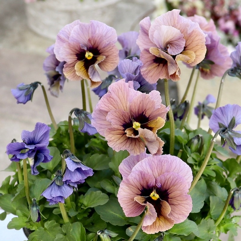 特大☆画像の現品1点限り!! 石川園芸さんのビオラ「レディ」スペシャル