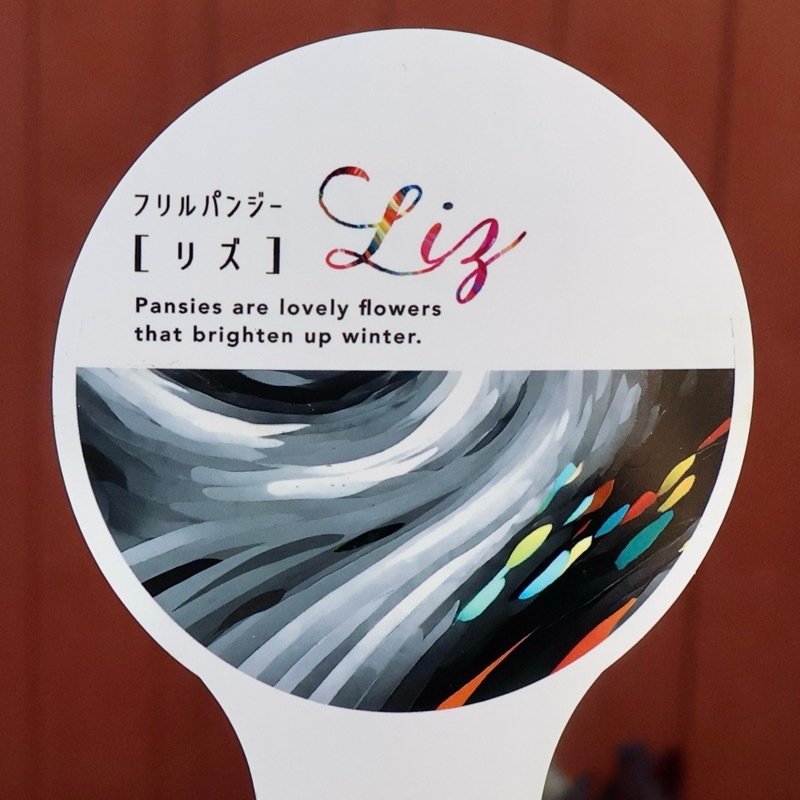 超希少☆限定入荷の試作品種《画像の現品1点限り》フリルパンジー