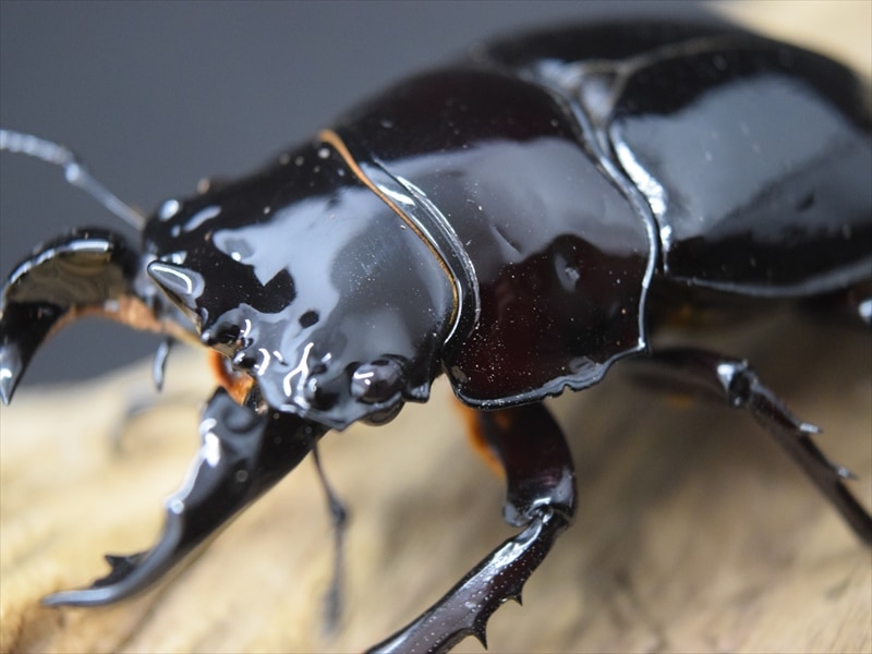 希少】タランドゥス（タランドス）オオツヤクワガタ62mm成虫ペア【赤