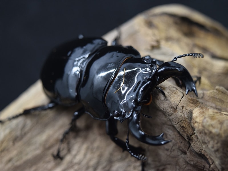 タランドゥス（タランドス）オオツヤクワガタ65mm成虫ペア | すべて