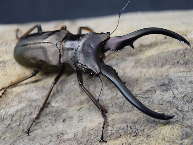 新成虫】モンギローニホソアカクワガタ67mmペア | 外国産クワガタ