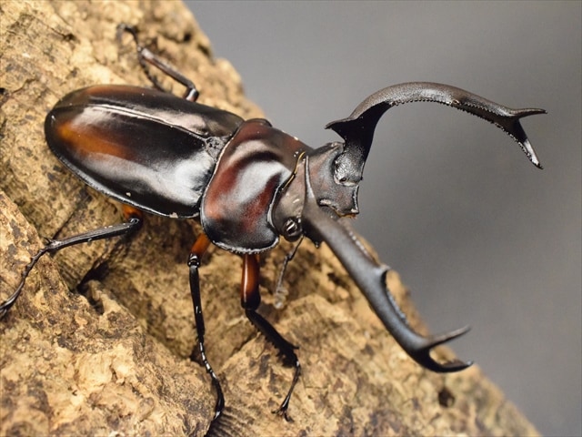 大型新成虫】ディディエールシカクワガタ78mmペア | すべての商品 | 極