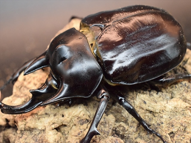 成虫ペア】アクティオンゾウカブト（アクタエオンゾウカブト）【新成虫