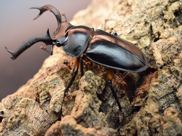 産卵安心セット】ディディエールシカクワガタ60mm | 外国産クワガタ