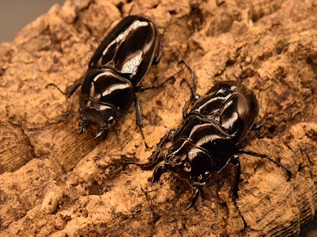 タランドゥス（タランドス）オオツヤクワガタ50mm成虫ペア | 外国産