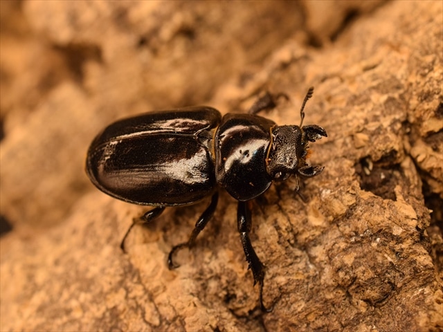 希少】ミクラミヤマクワガタ34mmペア | 国産クワガタ 成虫 | 極