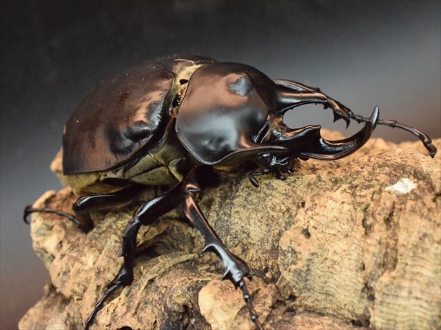 大型ペア】アクティオンゾウカブト（アクタエオンゾウカブト）【新成虫