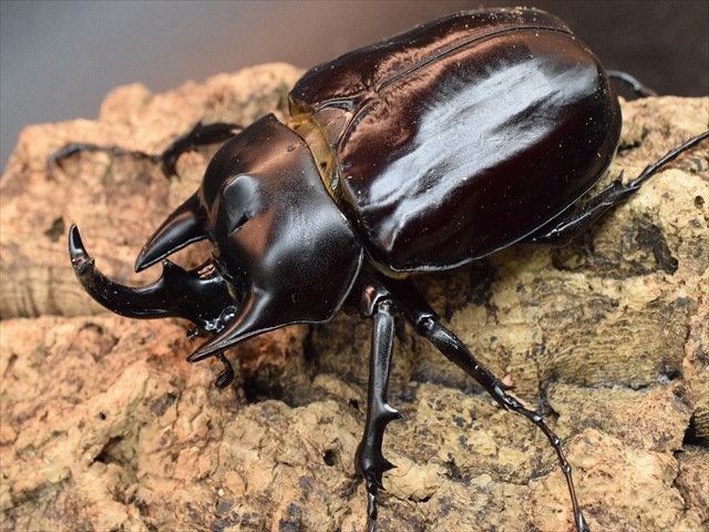 成虫ペア】アクティオンゾウカブト（アクタエオンゾウカブト）【新成虫