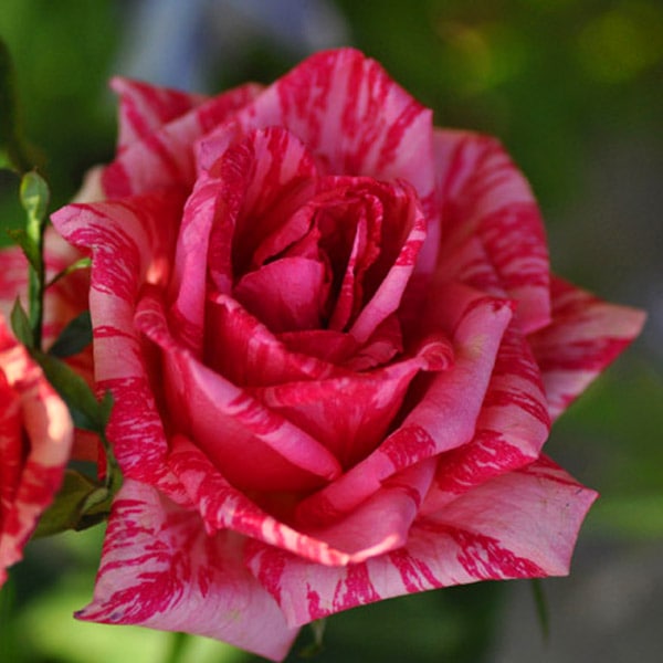 バラ苗 図鑑 ピンク インテューション Ile Rouge 国産ノイバラ台木使用