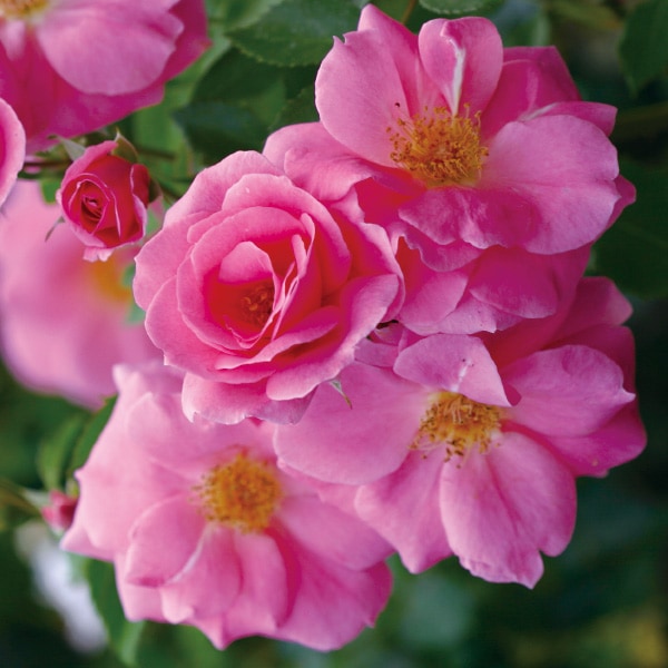 バラ苗 図鑑 プレイリー プリンセス Prairie Princess 国産ノイバラ台