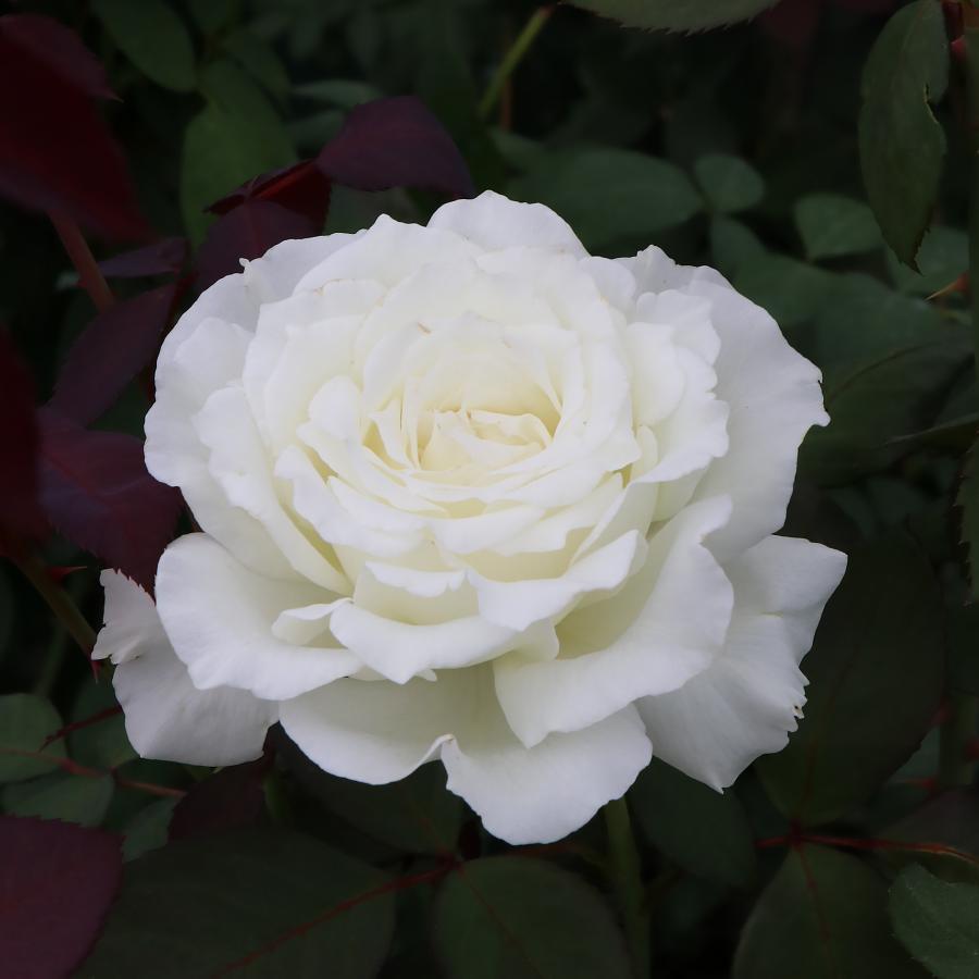 バラ苗 スタンダードローズ 2026 セレニティ (旧名ドレッシー） STD