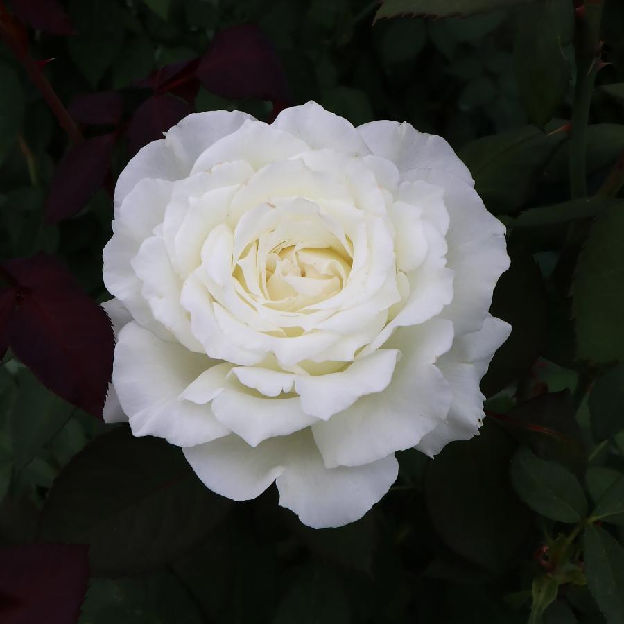 5_000000003999.jpg?1740462136