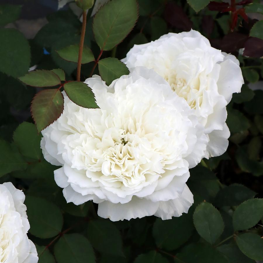 バラ苗 スタンダードローズ 2026 セレニティ (旧名ドレッシー） STD