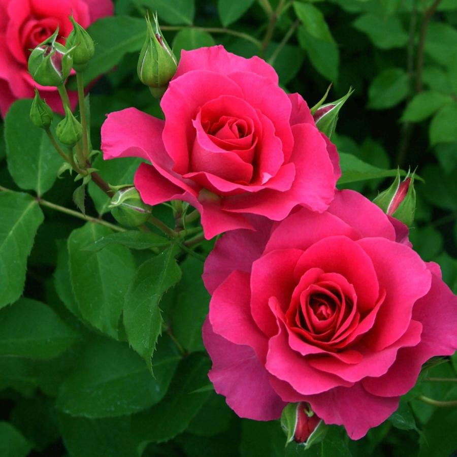 バラ苗 予約新苗 2026 つる ローズ うらら 国産ノイバラ台木使用