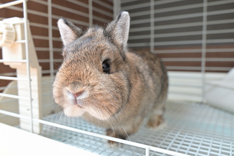 子うさぎ - うさぎ専門店ラッキハート