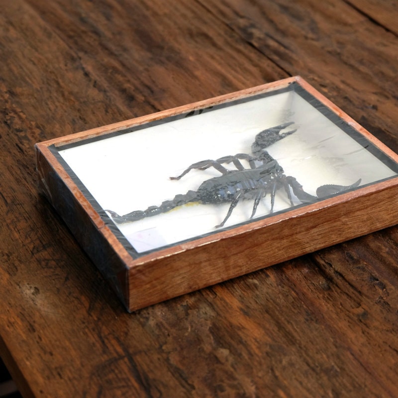 サソリ標本｜マライカ公式通販