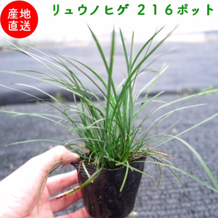 リュウノヒゲ（竜の髭）9cmポット 216株 産地直送 グランドカバー