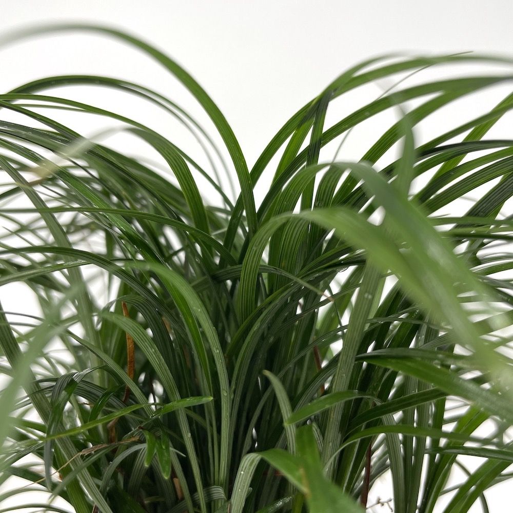 リュウノヒゲ（竜の髭）9cmポット 216株 産地直送 グランドカバー