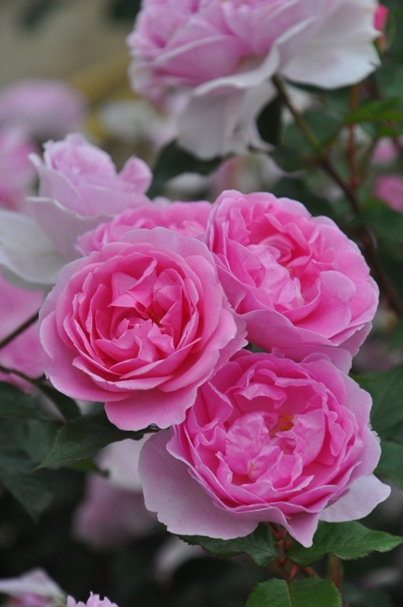 ピクシー（大苗）7号鉢植え バラ苗 《農林水産省 登録品種》 四季咲き