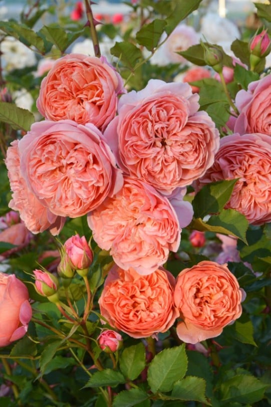 シルクロード（大苗）7号鉢植え バラ苗 《農林水産省 品種登録出願中