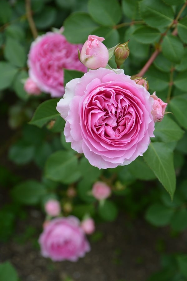 楼蘭（ロウラン）（大苗）7号鉢植え バラ苗 《農林水産省 品種登録出願