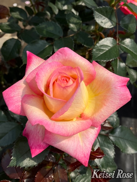 デザート・ピース（大苗）7号鉢植え バラ苗 四季咲き大輪系